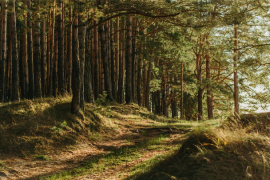 Árboles y camino en un bosque