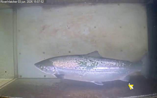 Imagen de un Salmón captado por la cámara