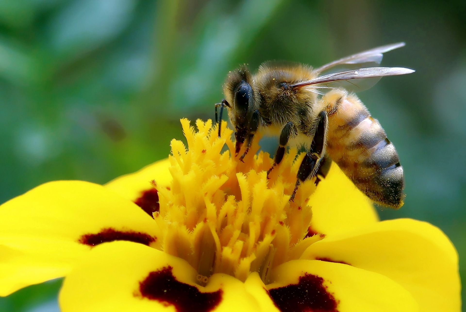 Instantánea de una abeja sobre una flor amarilla
