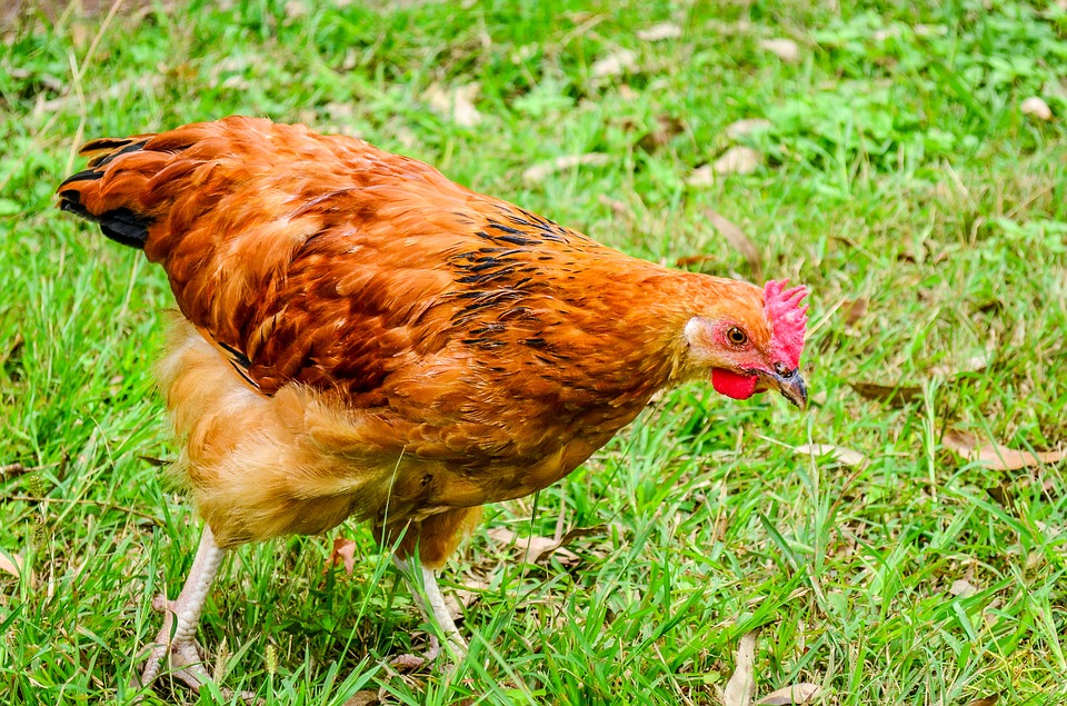 Fotografía de una gallina
