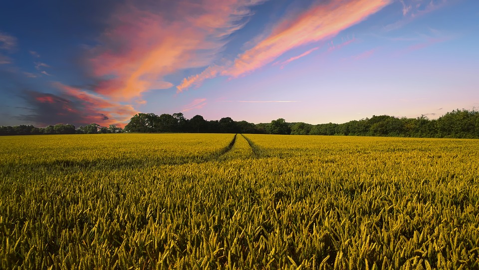 Fotografía de campos de cultivo