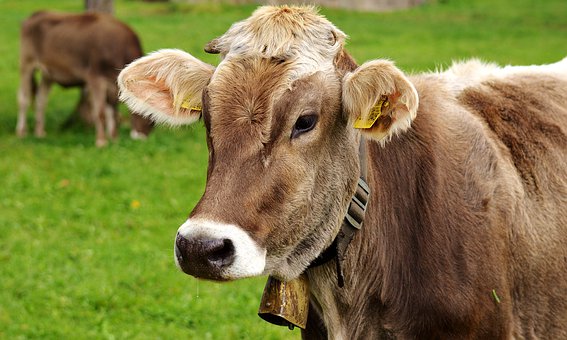 Fotografía de una vaca