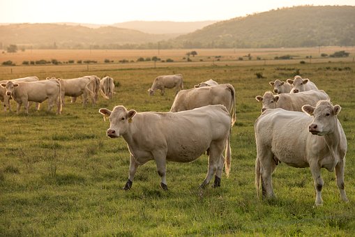 Fotografía de vacas