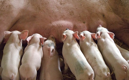 Camada de cochinillos