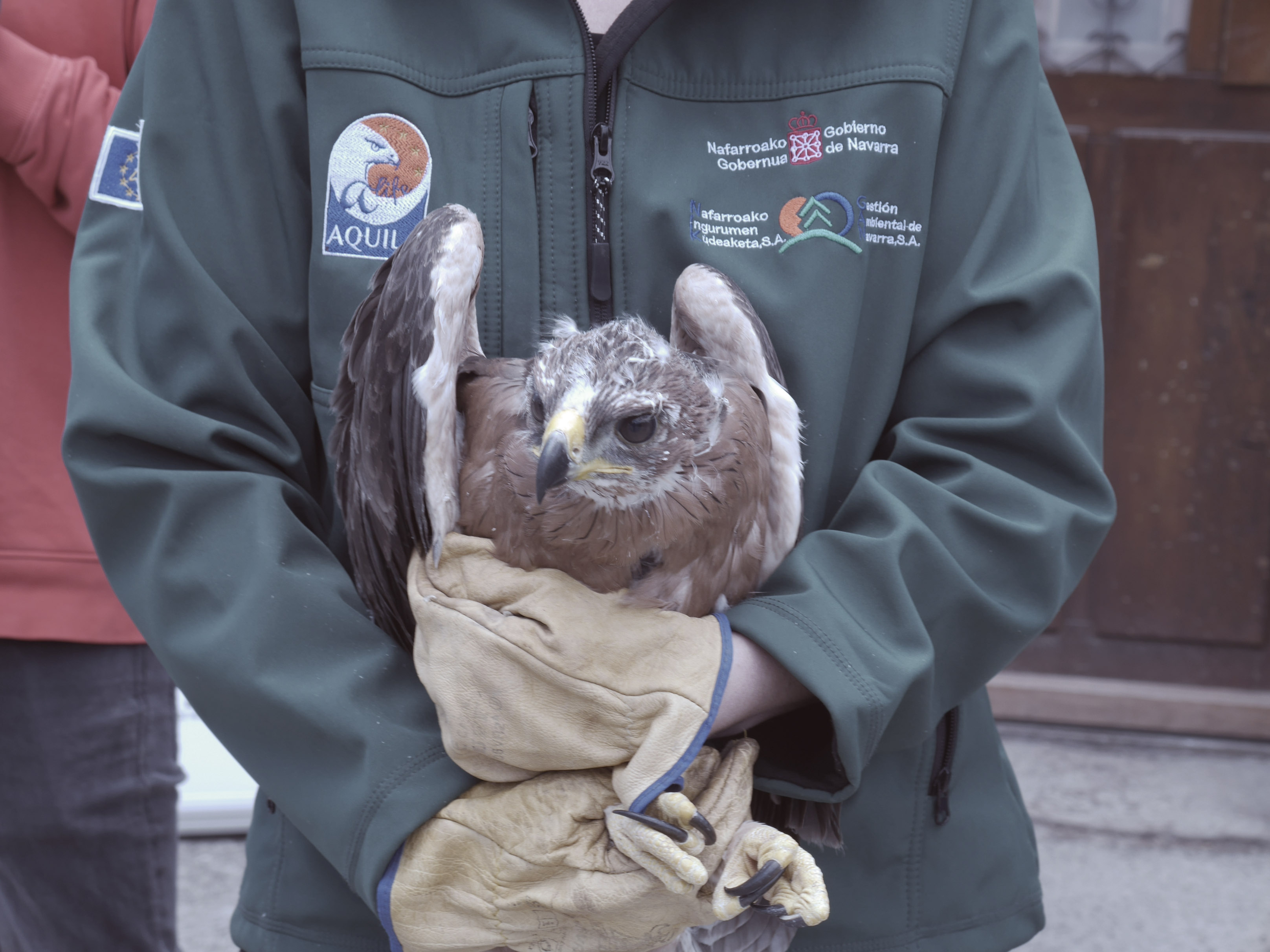 Fotografía de una persona sosteniendo entre sus brazos un ejemplar de águila.