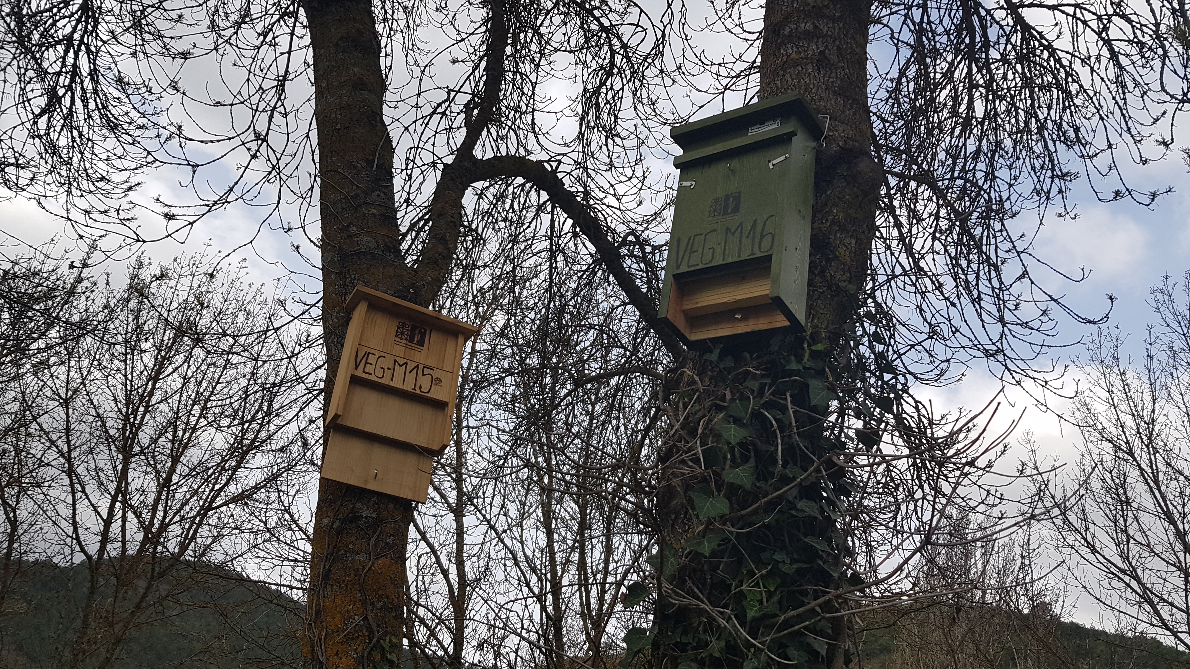 Fotografía de dos cajas nido de madera colgadas de dos árboles