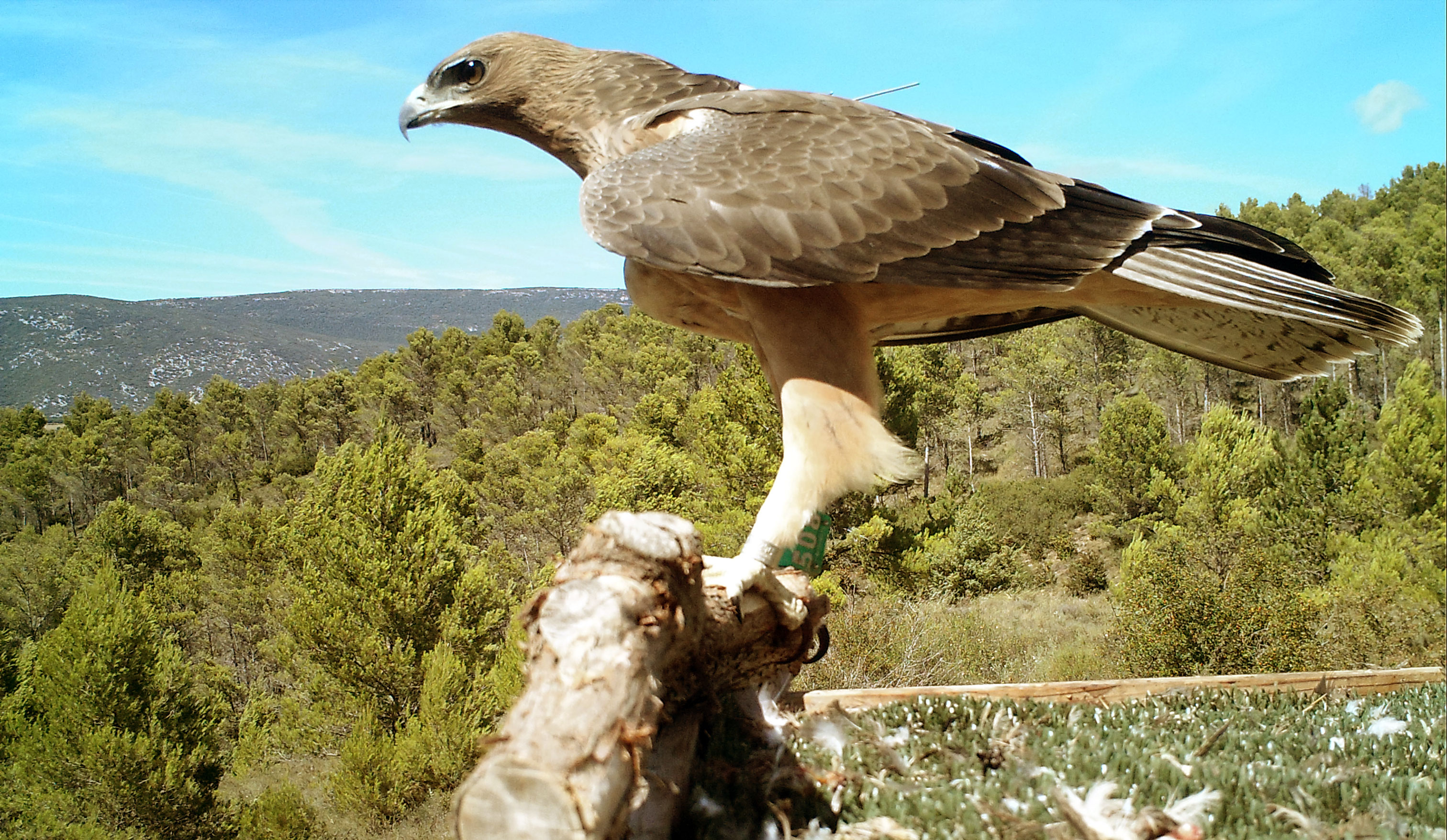 Ejemplar del águila de Bonelli