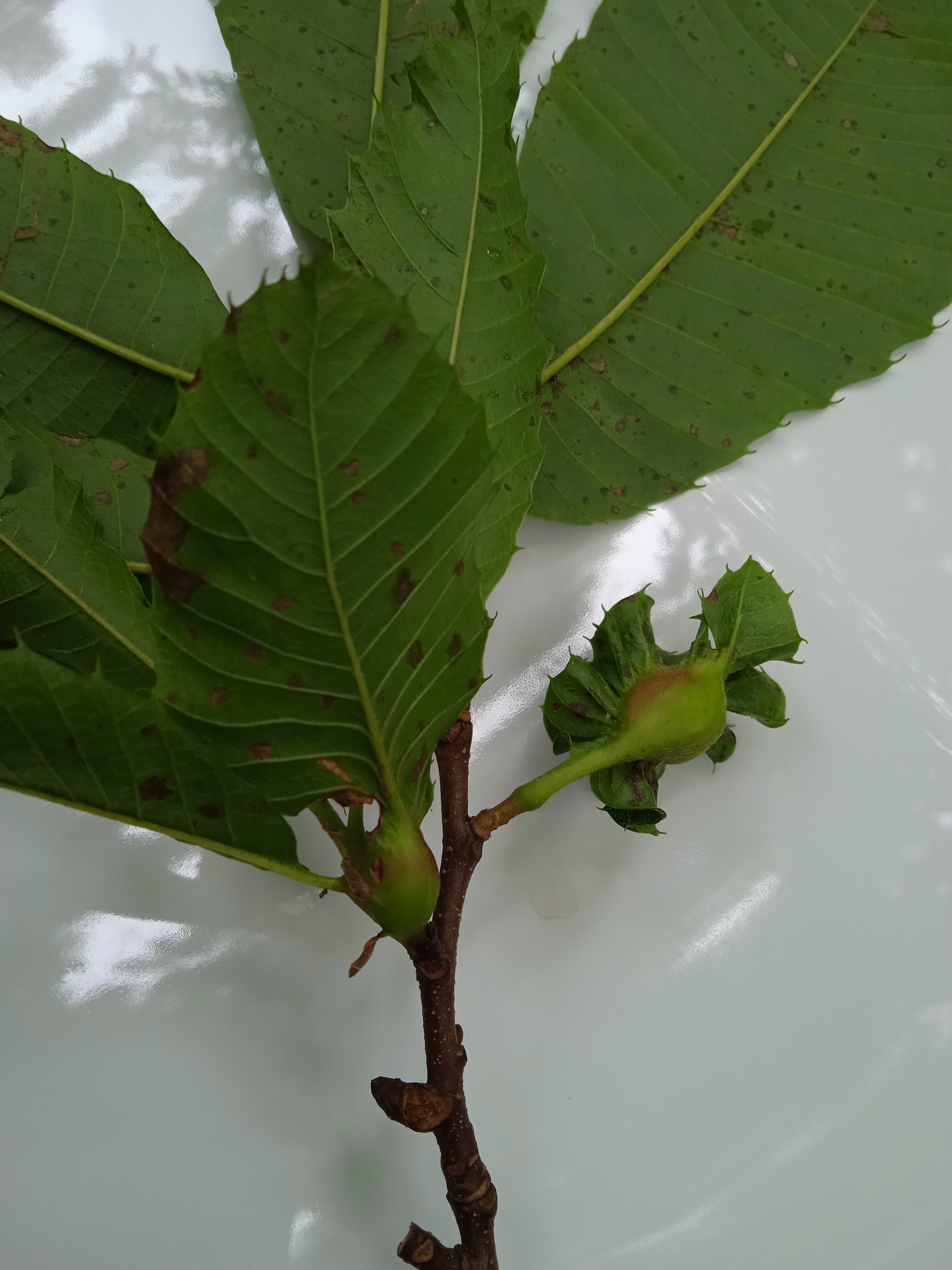 Fotografía de una hoja de un castaño