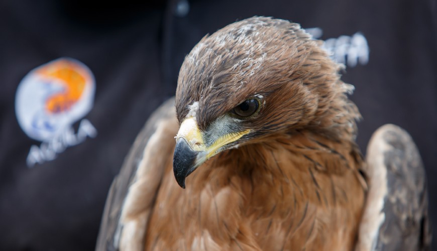 El águila de Bonelli es una de las aves rapaces que está disminuyendo en gran parte de sus poblaciones.