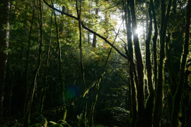 Bosque de los Pirineos