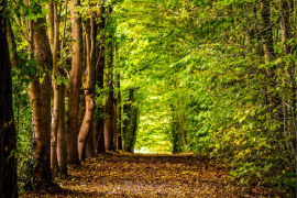 Camino en un bosque