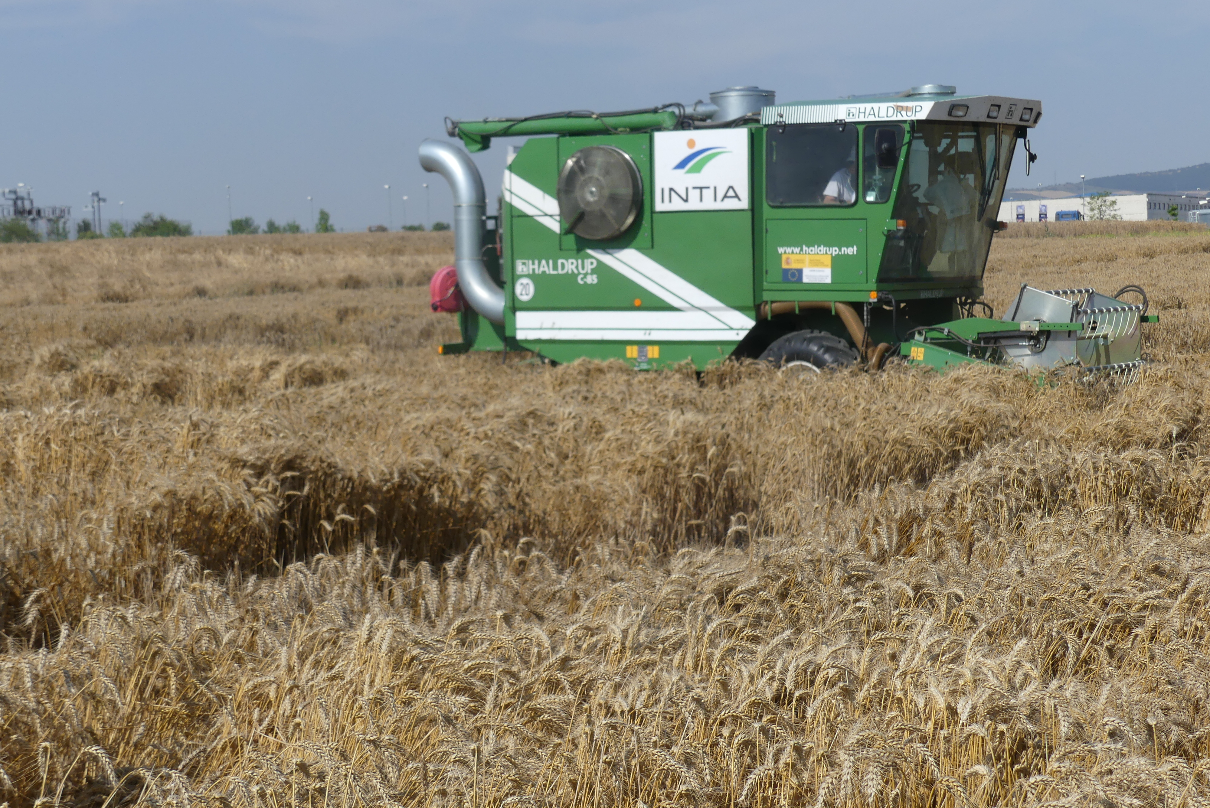 Imagen de una cosechadora verde trabajando en un campo de trigo