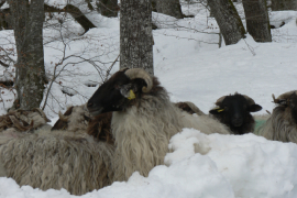 Ovejas latxa en la finca de Roncesvalles de INTIA