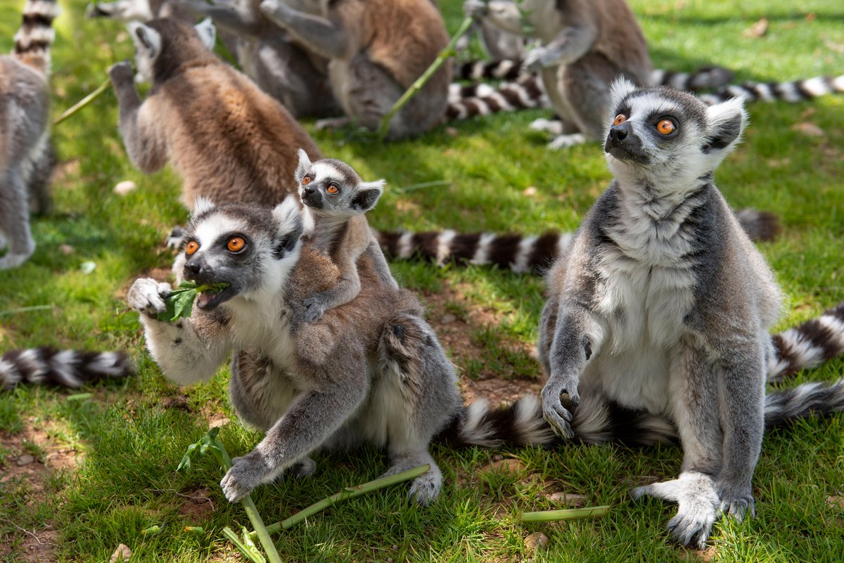 Fotografía de unos animales