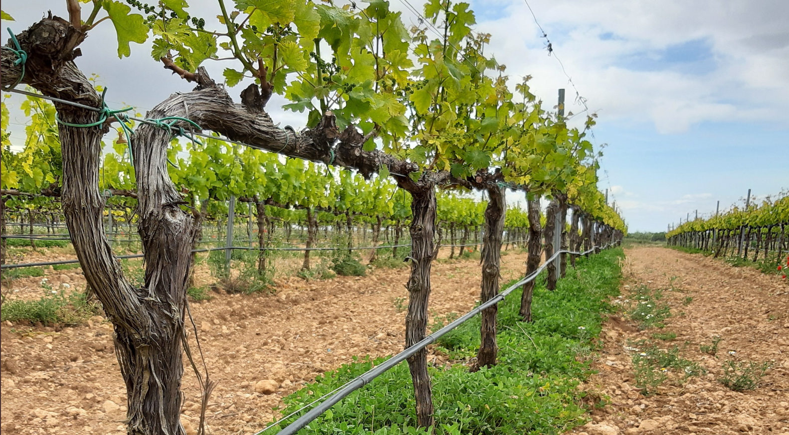Fotografía de unos viñedos