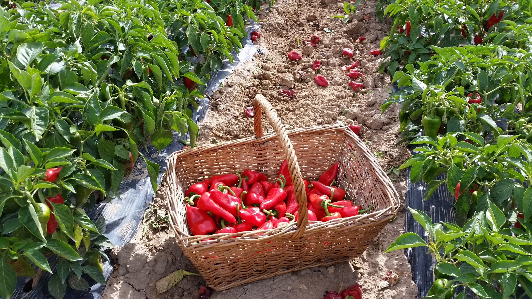 Fotografía de una cesta llena de pimientos del piquillo en un campo de siembra.