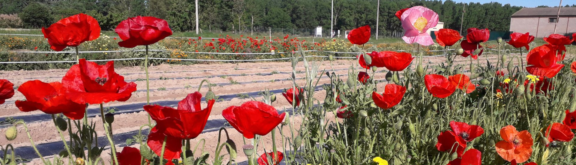 Fotografía de un campo de cultivo
