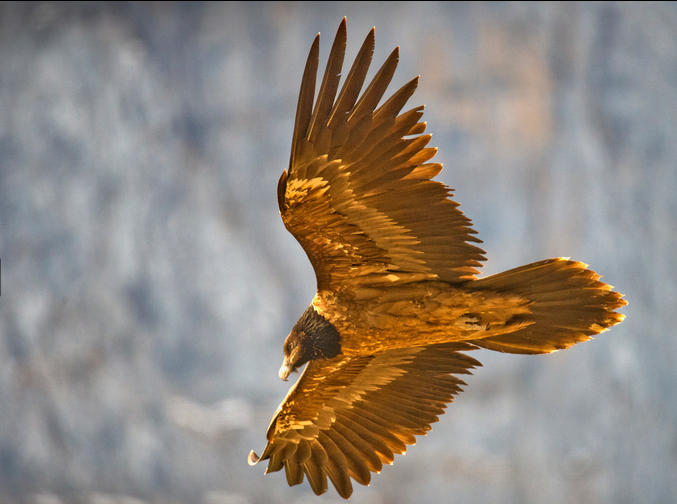 Pollo de quebrantahuesos en vuelo.