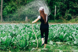 Una mujer riega un campo