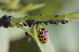 Una planta afectada por una plaga