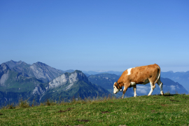 Una vaca pastando en el campo