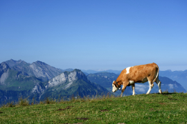 Una vaca pastando en el campo