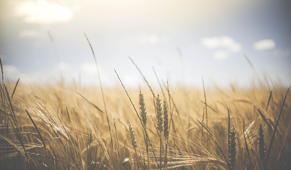 Fotografía de un campo de cultivo