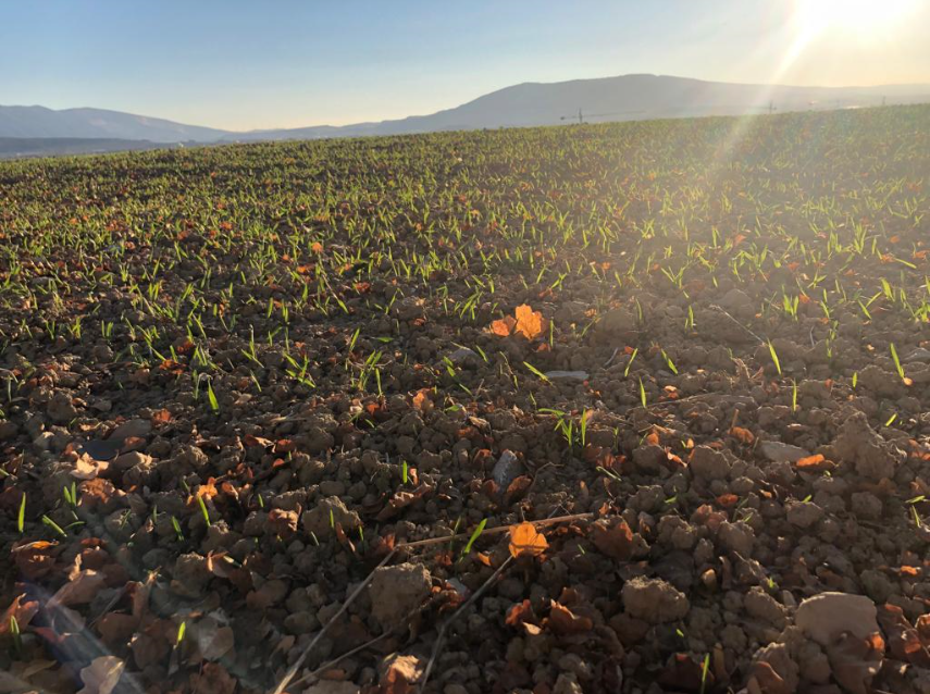 Fotografia de un terreno de cultivo.