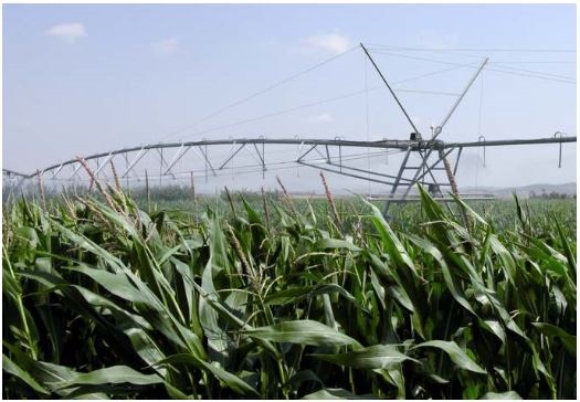 Fotografía de un campo de maíz con sistema de regadío