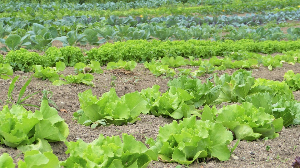 Fotografía de un cultivo de lechugas.