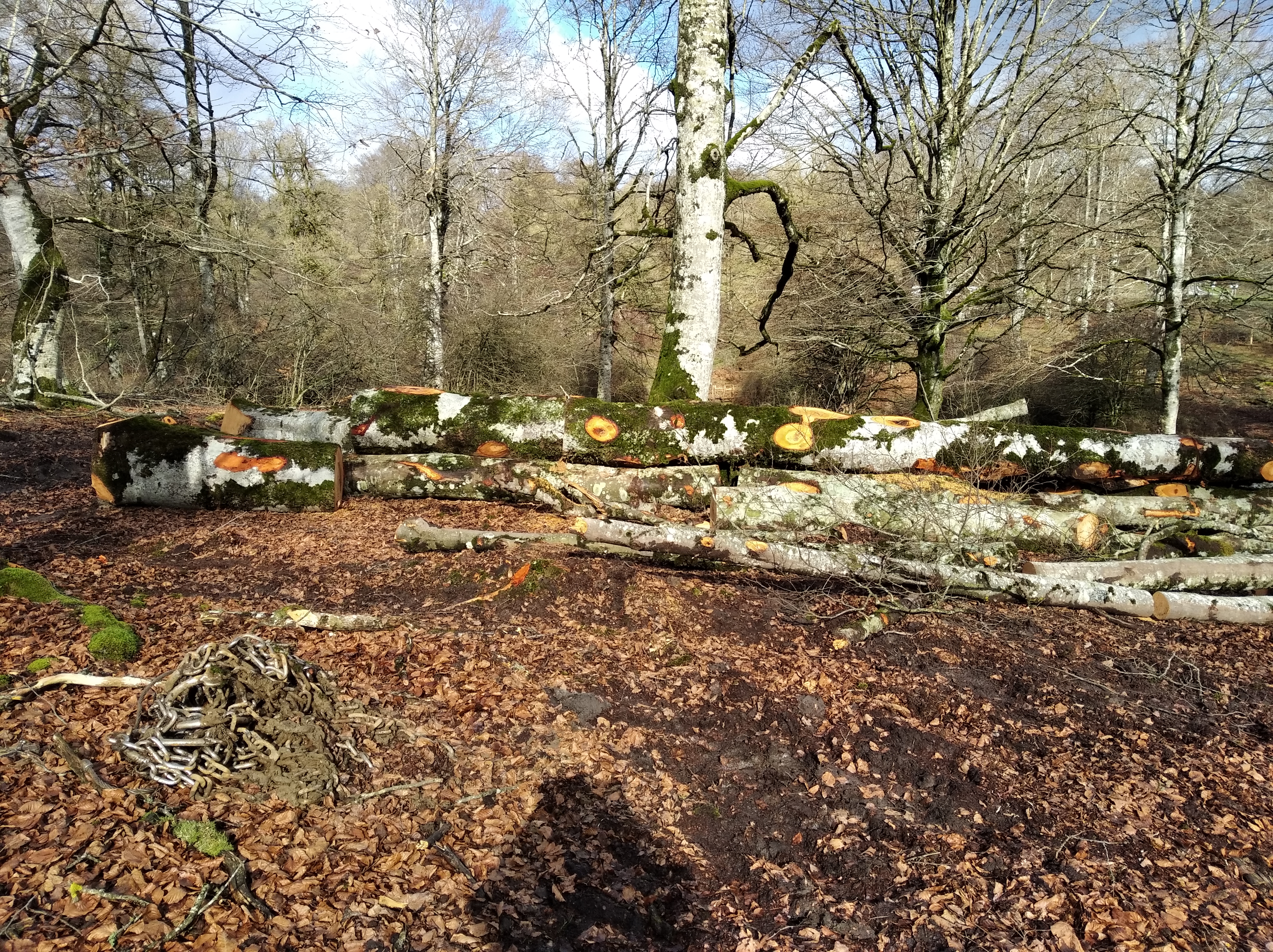 Fotografía de un bosque con varios troncos de árbol cortados.