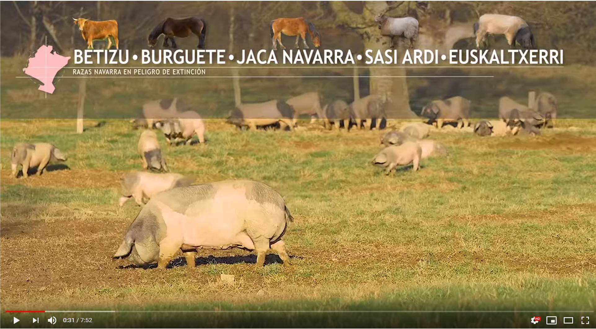 Razas ganaderas navarras