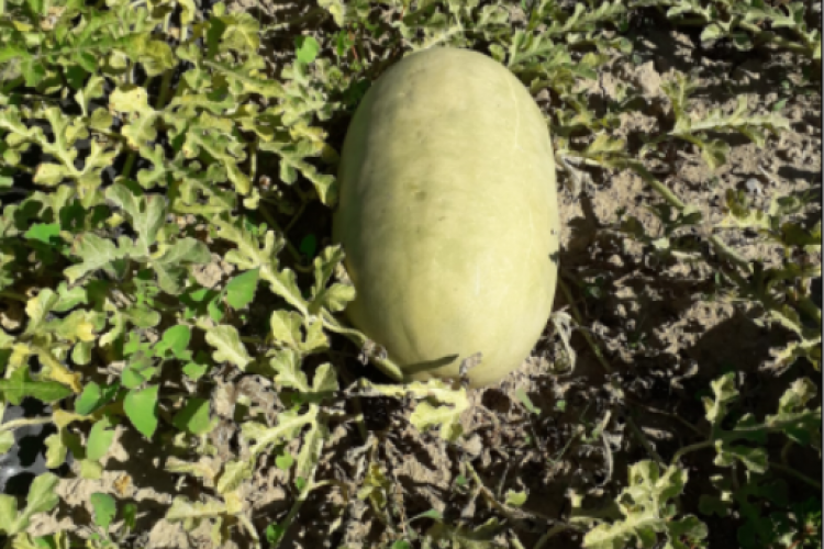 Fotografía de un fruto melona