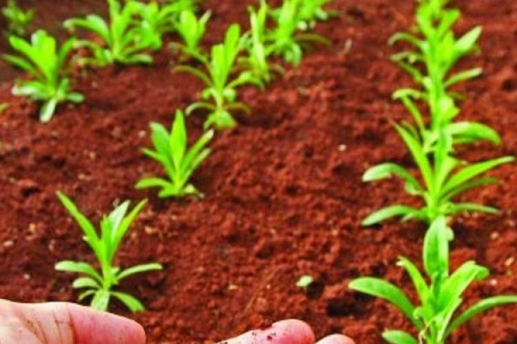 Fotografía de una mano cogiendo tierra y de fondo plantas que se están cultivando.