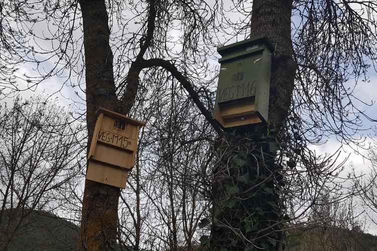 Fotografía de dos cajas nido de madera colgadas de dos árboles