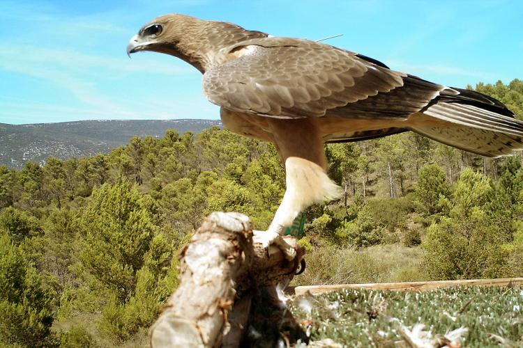 Ejemplar del águila de Bonelli