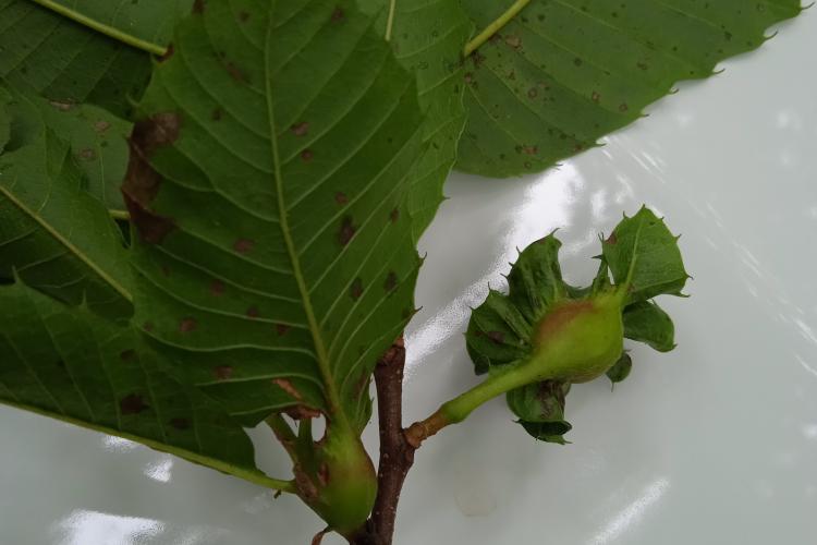 Fotografía de una hoja de un castaño