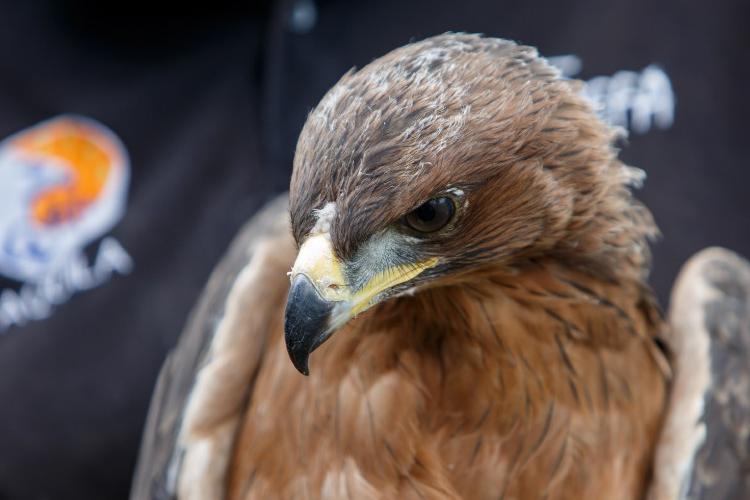 El águila de Bonelli es una de las aves rapaces que está disminuyendo en gran parte de sus poblaciones.
