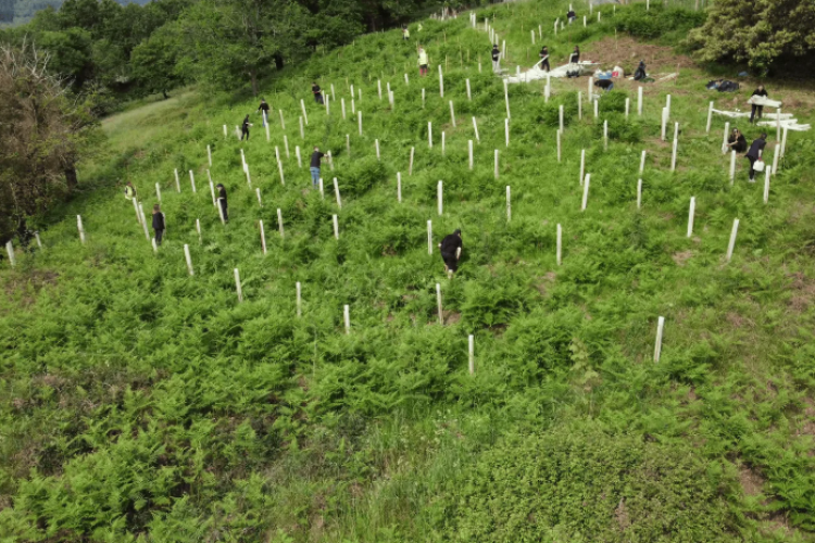 Varias personas plantando árboles 