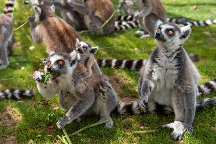 Fotografía de unos animales
