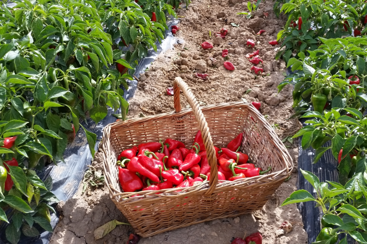 Fotografía de una cesta llena de pimientos del piquillo en un campo de siembra.