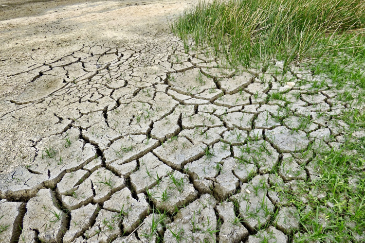 Fotografía de un campo de cultivo seco