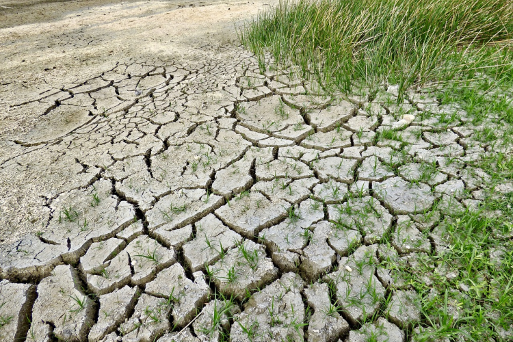 Fotografía de un campo de cultivo seco