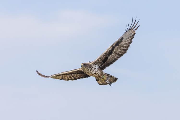 Fotografía de un águila Bonelli