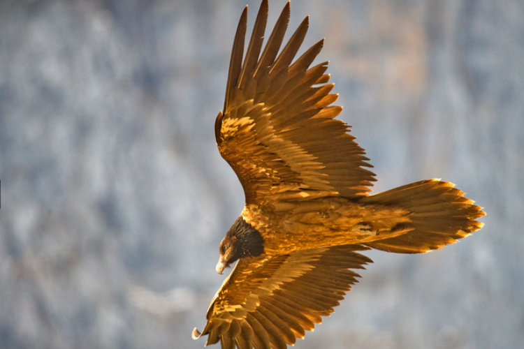 Pollo de quebrantahuesos en vuelo.