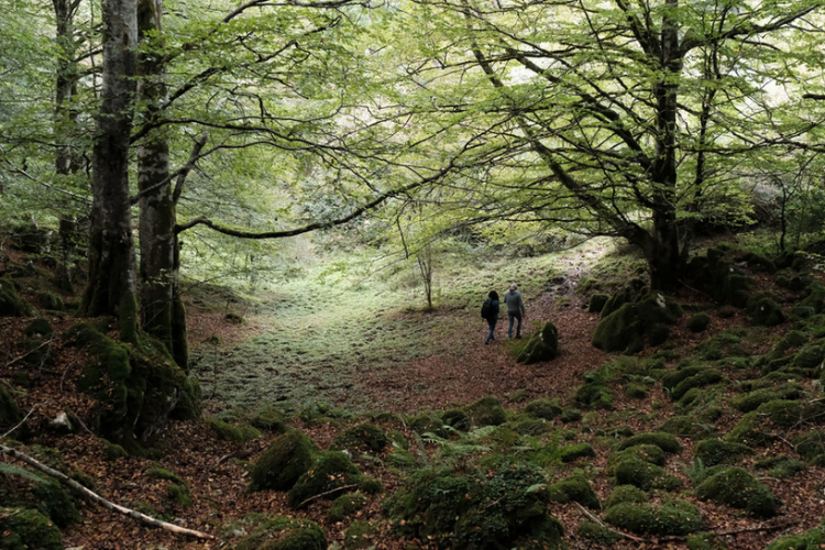 Fotografía de un bosque y de dos personas paseando.