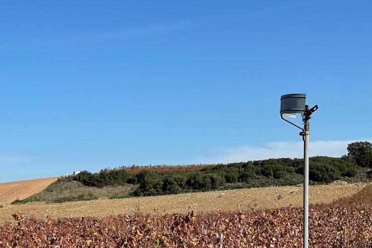 Fotografía de un aspersor en un cultivo.