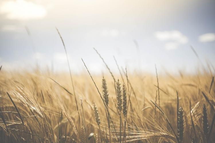 Fotografía de un campo de cultivo