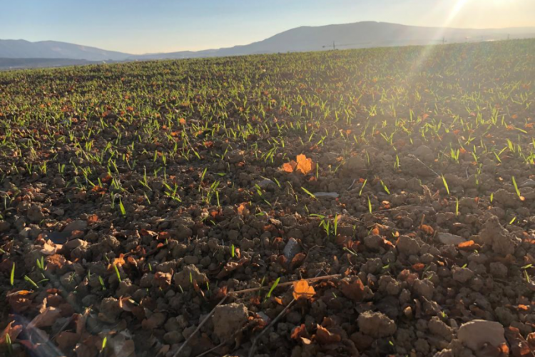 Fotografia de un terreno de cultivo.