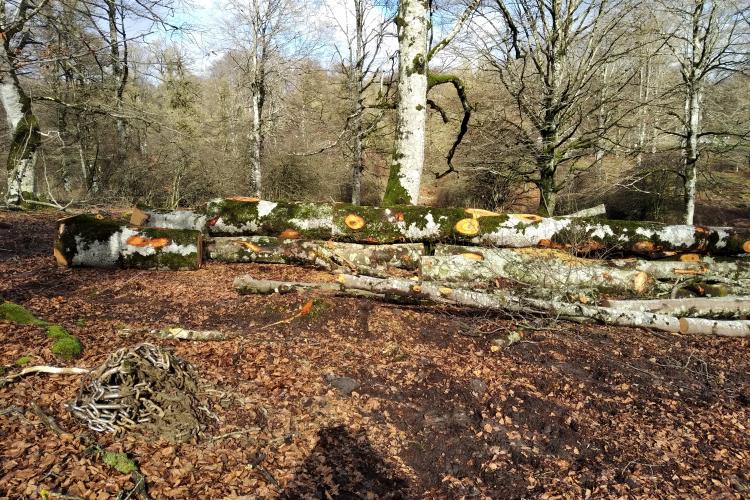 Fotografía de un bosque con varios troncos de árbol cortados.